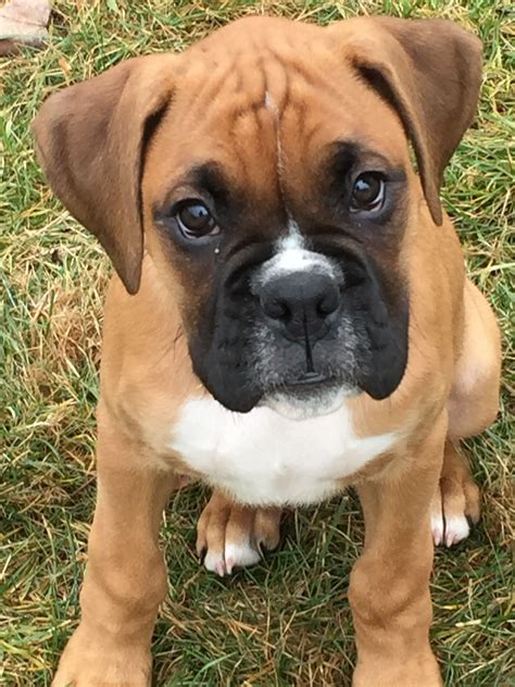  Looking for Boxer puppies? The grandsire of these beautiful pups is a champion import from the Optima Grata line