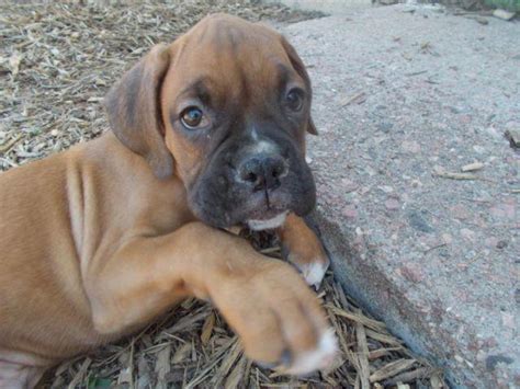  Looking for a Boxer puppy or dog in Colorado Springs, Colorado? Adopt a Pet can help you find an adorable Boxer …