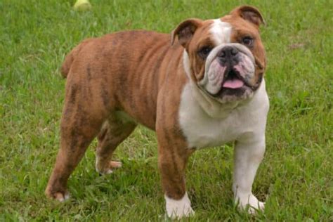  Looking for a female English bulldog to mate with