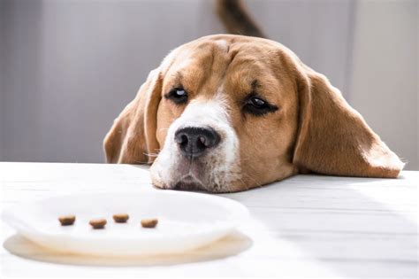  Loss of appetite If your dog is not interested in eating, it could be due to an upset stomach