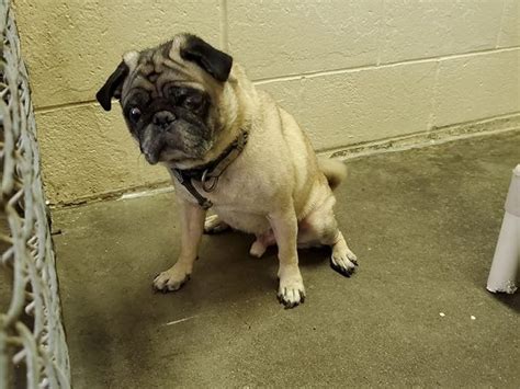  Lost Pugs that the rescue had seen on shelter websites