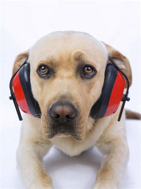  Loud Holidays Many animals such as dogs or cats are not really used to the loud noises caused by fireworks and other pyrotechnics