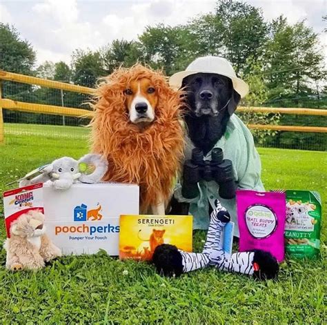  Love it!!! Thanks Pooch perks my Lucia and Piper love it!  MarciPooch Perks Lover Why Pooch Perks Stands out We hand select the products in our themed boxes from many different vendors which allows for a variety of items in our boxes