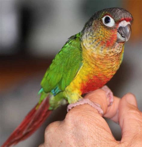  Lovebirds sun conures green cheek finches rehoming