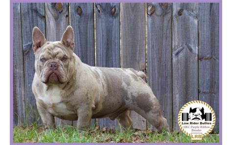  Low Rider Bullies is a smaller kennel that produces big bangs in the industry