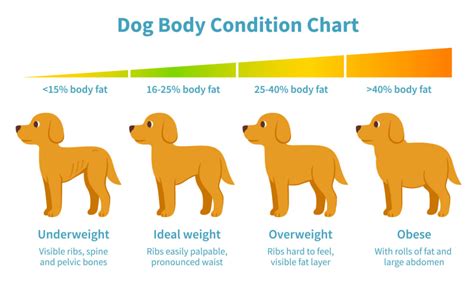  Low carbohydrate diets should be fed to overweight dogs and the breed ideally should be slim, stocky and muscular