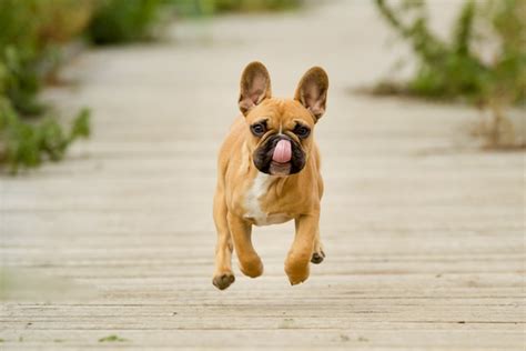  Low-maintenance: French Bulldogs are relatively low-maintenance dogs