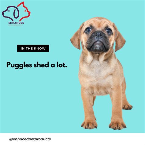  Low-maintenance coat: Puggles have short, smooth coats that are easy to groom