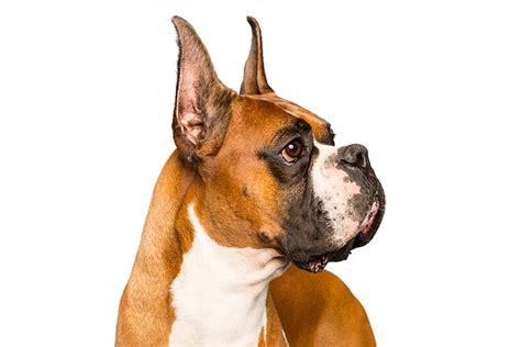  Loyalty, affection, intelligence, work ethic, and good looks: Boxers are the whole doggy package