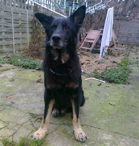  Luci - Bedfordshire Luci is a 7 year old entire male