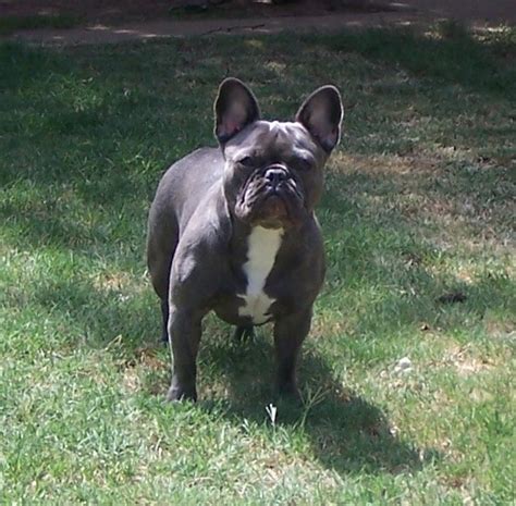 Luck French Bulldogs are the first in Lubbock and Surrounding areas to have these exotic colors