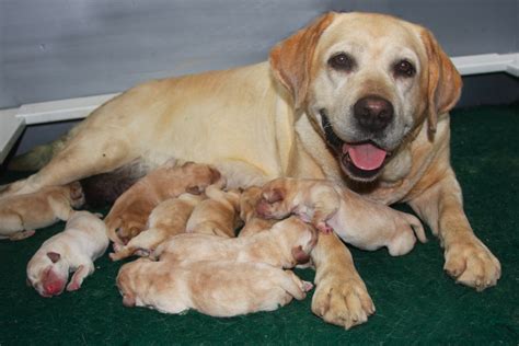  Luckily, the Connecticut dog breeders, businesses and companies we work with offer all types of Connecticut puppy breeds