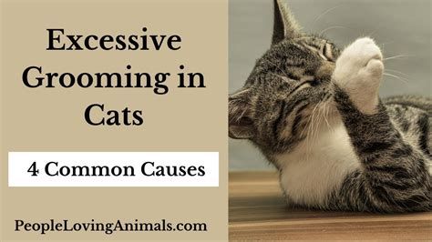  Luckily for pet owners, cat concerns of aggression, destructive scratching, litter box problems, excessive meowing, overgrooming psychogenic alopecia and more can often be traced back to a root cause: stress and anxiety