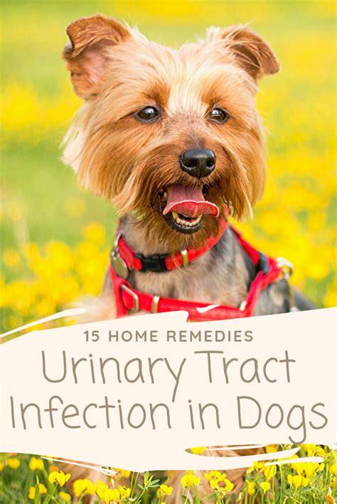  Luckily there are safe herbal alternatives that can help prevent, and treat urinary tract infections in dogs! Treatment Options The most common treatment for bladder infections in dogs is antibiotics, which means you will have to go to the vet and pay for a diagnosis
