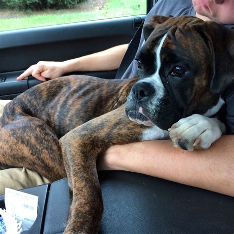 Luke and I gained our first boxer family member in 