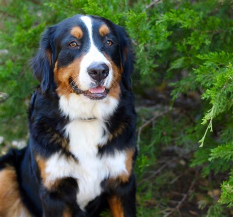  Luna, our Bernese Mountain Dog has one of the biggest personalities ever