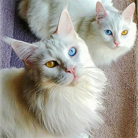  Maine Coon Kitten Solid white, odd eyes
