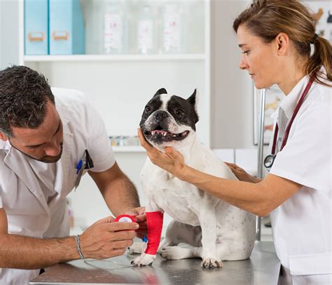  Maintain normal vet visits, check their ears weekly, and keep up with monthly nail clipping and normal dental care