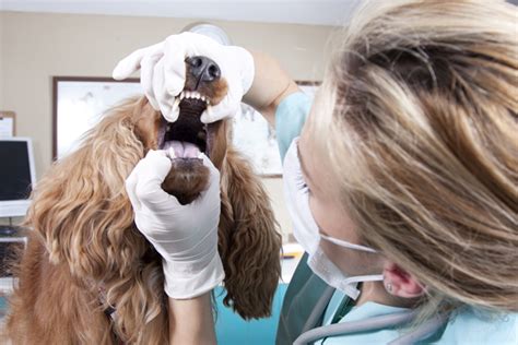  Maintain normal vet visits, check their ears weekly, keep up with monthly nail clipping and normal dental care