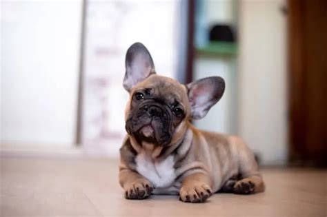  Maintaining a French Bulldog Puppy is expensive