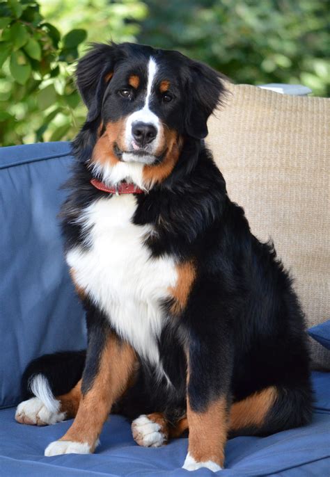  Maintenance Costs Female Bernese Mountain Dogs do not have a high success rate with pregnancy and often require extra care to breed and care for the puppies