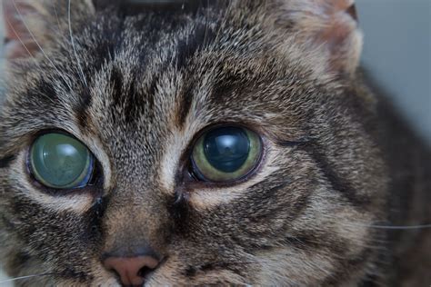  Majority of cats with glaucoma will show a substantial loss of vision, both partial and total, even before clinical manifestations of the condition are observed