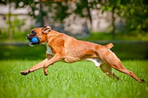  Make a plan with your veterinarian today to provide your Boxer with the ideal amount of exercise to keep them lean, healthy, and happy