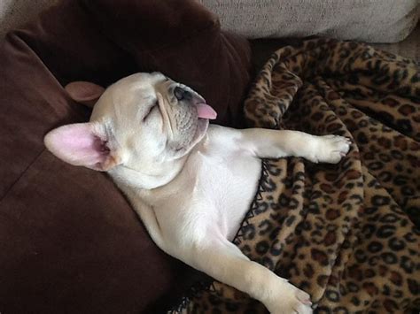  Make sense? Do you think your French Bulldog is sleeping too much? Did you know that most fully-grown adults sleep around hours a day? Crazy right!? French Bulldog puppies require even more sleep, sometimes sleeping as hours per day! Older Frenchies can also sleep as much as their younger counterparts