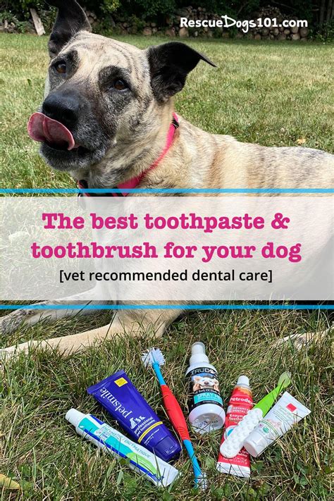  Make sure that you get a toothpaste which is specifically designed for dogs and is vet-approved! You should never use human toothpaste, as fluoride is a poisonous substance for dogs