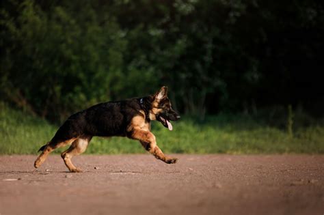  Make sure that your German Shepherd receives at least 1 hour of exercise each day
