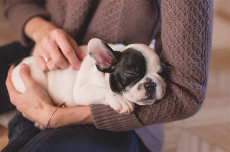  Make sure the food is at the right temperature for your French Bulldog puppy