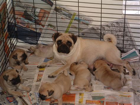  Make sure to follow our tips for dealing with a pug breeder