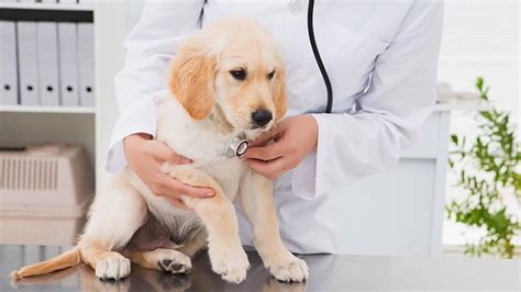  Make sure you check in with your vet to make sure your puppy stays healthy and happy
