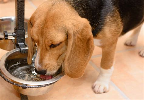  Make sure you talk to your veterinarian about how you can help your dog drink more water