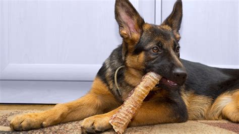  Make sure your German Shepherd is active so his bones and joints are well formed