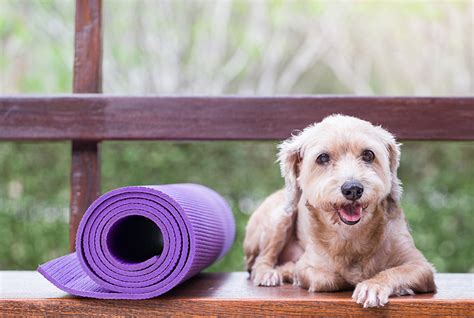  Make sure your pup is getting enough exercise and lots of playtime