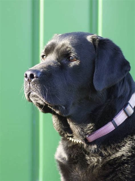 Making Safe Your Home and Garden Labradors are a lively and inquisitive breed, especially during their first three years so you need to keep dangerous household items out of their reach
