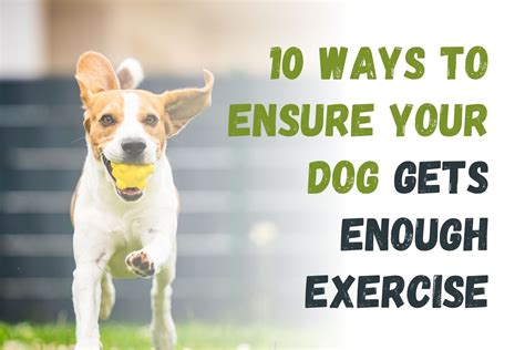  Making sure your dog gets exercise at least once a day is recommended