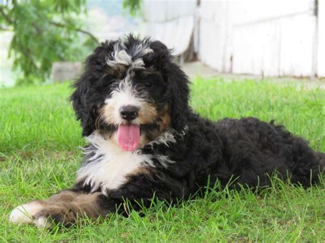  Male Bernedoodles tend to be larger than females, but beyond that there is not a major difference between the genders