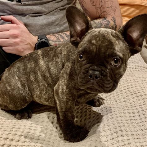  Male Blue French bulldog 8 months old