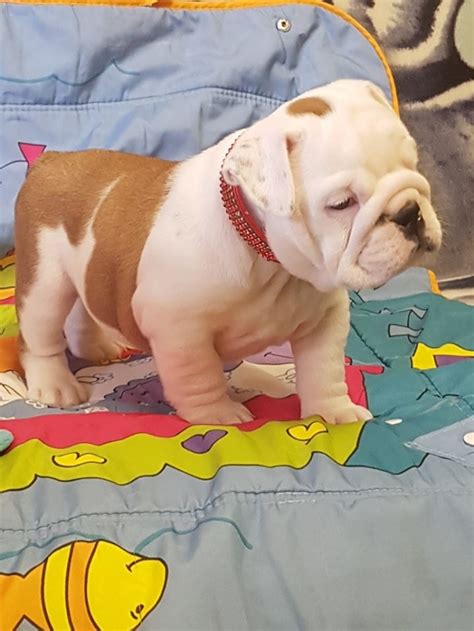  Male and female English Bulldog puppies available! Our puppies are home raised in a clean and friendly environment! We give them lots of love