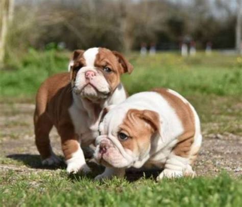  Male or female English Bulldog? This depends solely on the owner as both genders have their specific pros and cons