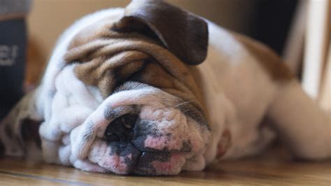  Male two-month-old Bulldogs will weigh between 9 and 12 pounds 4 and 5