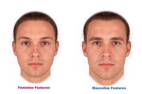  Males should appear masculine, being more substantial in size and mass, while females should appear more feminine and slightly less substantial