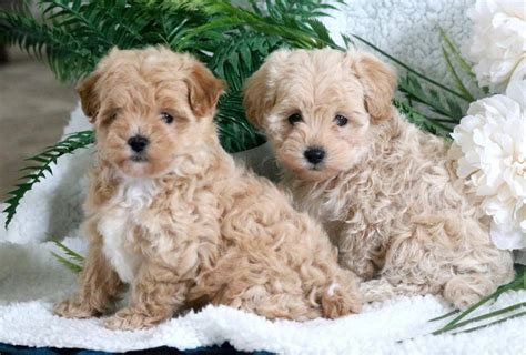  Malti Poo and Micro French Bulldog puppies for sale
