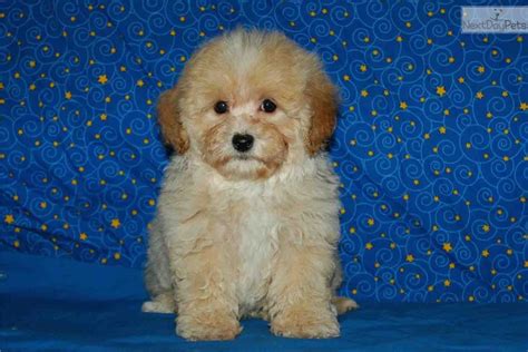  Maltipoo Puppies for Sale in Mississippi