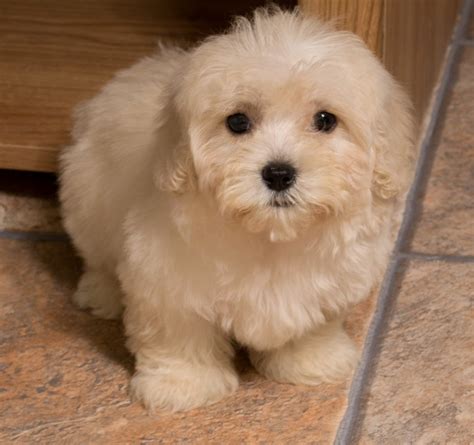  Maltipoo Puppies for Sale in Texas