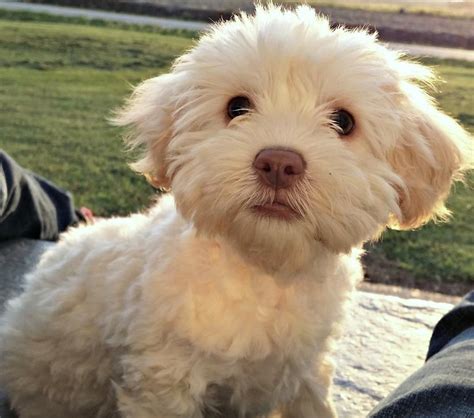  Maltipoo Puppies in Virginia — Top 5 Breeders! Wolf dog hybrids are the result of a domestic dog breeding with a gray wolf, eastern timber wolf, red wolf or an ethiopian wolf producing a hybrid