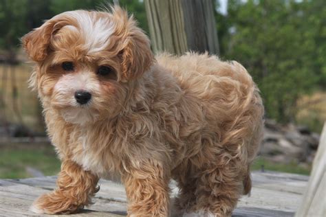  Maltipoo puppies for sale! These affectionate and loyal Maltipoo puppies are a cross between a Maltese and a Miniature Poodle