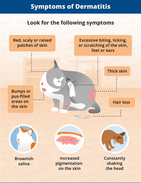  Managing Allergic Skin Issues Allergic skin issues in cats is a very serious condition that can cause itching and abnormal inflammatory responses of the skin